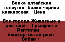 Белка алтайская телеутка, белка черная кавказская › Цена ­ 5 000 - Все города Животные и растения » Грызуны и Рептилии   . Башкортостан респ.,Сибай г.